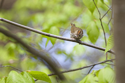Ovenbird