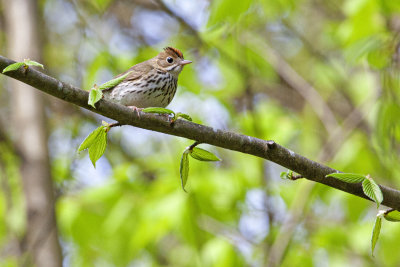 Ovenbird