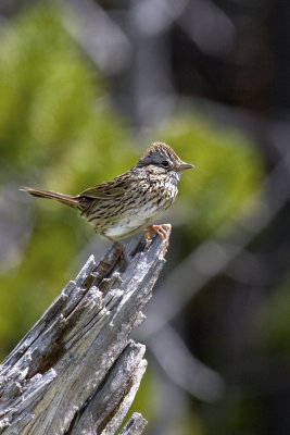 Lincoln's Sparrow