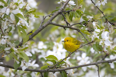 Yellow Warbler