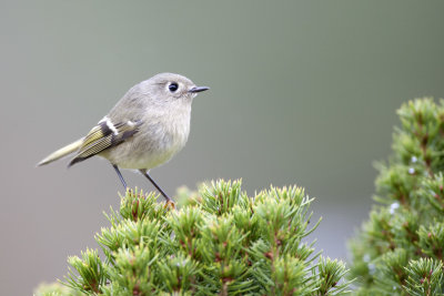Ruby-crowned Kinglet