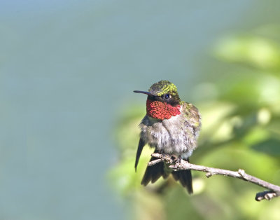 Ruby-throated Hummingbird