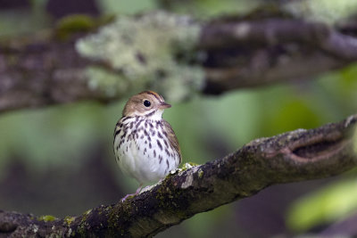 Ovenbird