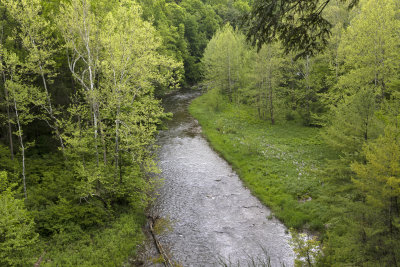 CI5A2327 Fall Creek with Dame's Rocket.jpg