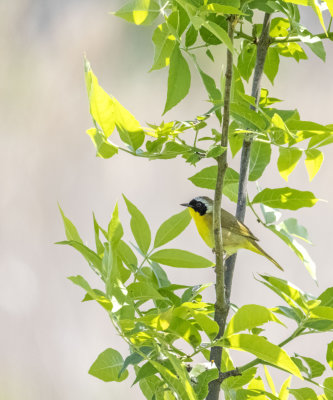 CI5A2225 Common Yellowthroat.jpg