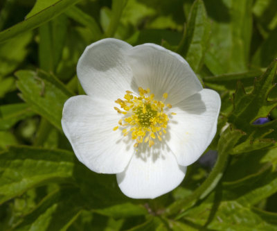 IMG_1825 Canadian Anenome.jpg