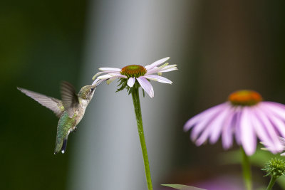 Ruby-throated Hummingbird