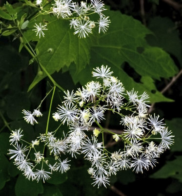 Tall Meadow-rue (Thalictrum pubescens)
