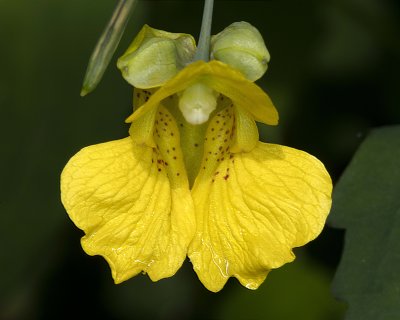 Pale Touch-me-not (Impatiens pallida)