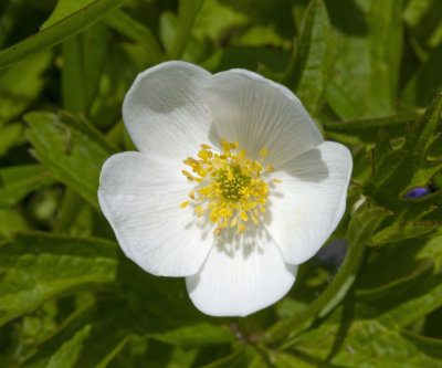 Canadian Anenome (Anemone canadensis)