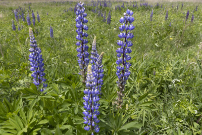 Sundial Lupine (Lupinus perennis)