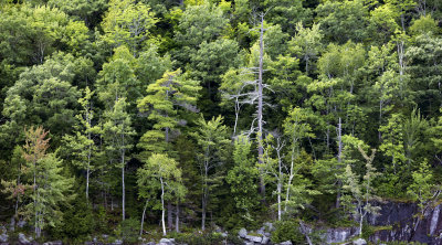 CI5A6547 background.jpg