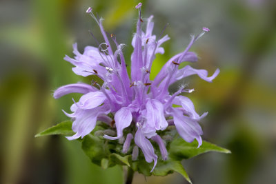 Wild Bergamot (Monarda fistulosa)