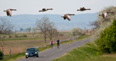 Nyári ludak a Fertő-tónál  -  Summer geese at Lake Fertő
