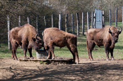 Szalafő 04