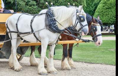 Hampton Court Visit, July 2017