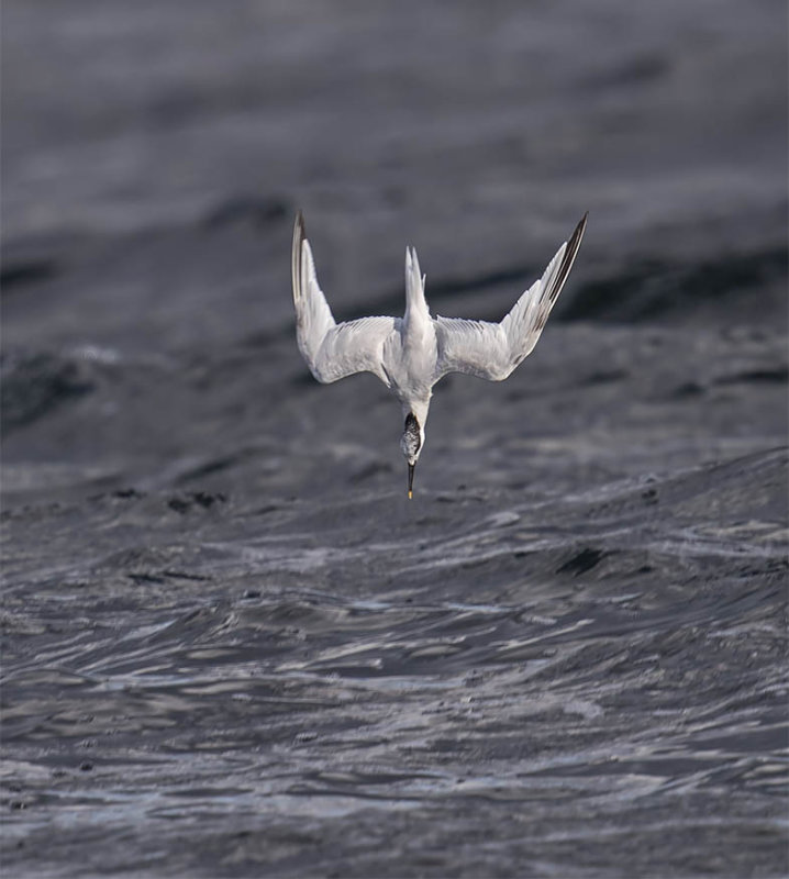 Sandwich Tern