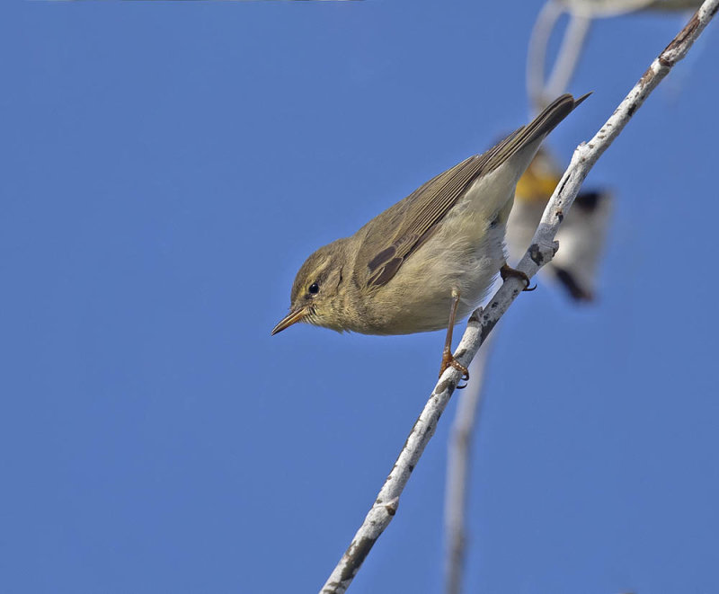 Willow Warbler