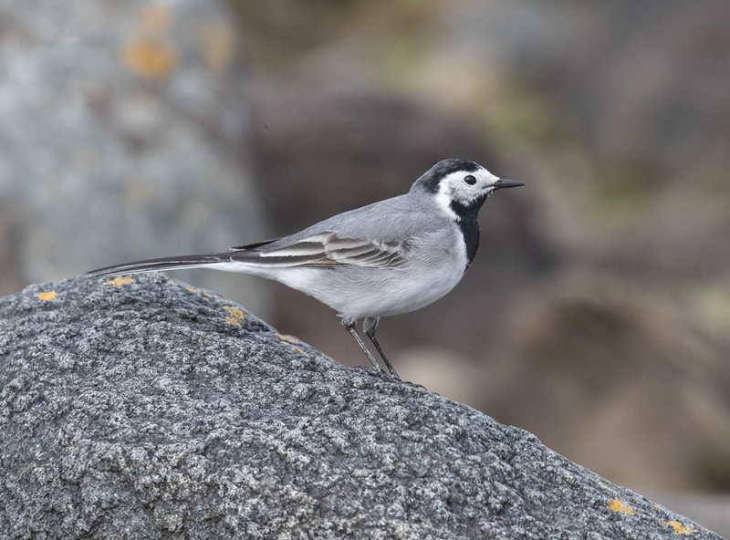 White Wagtail