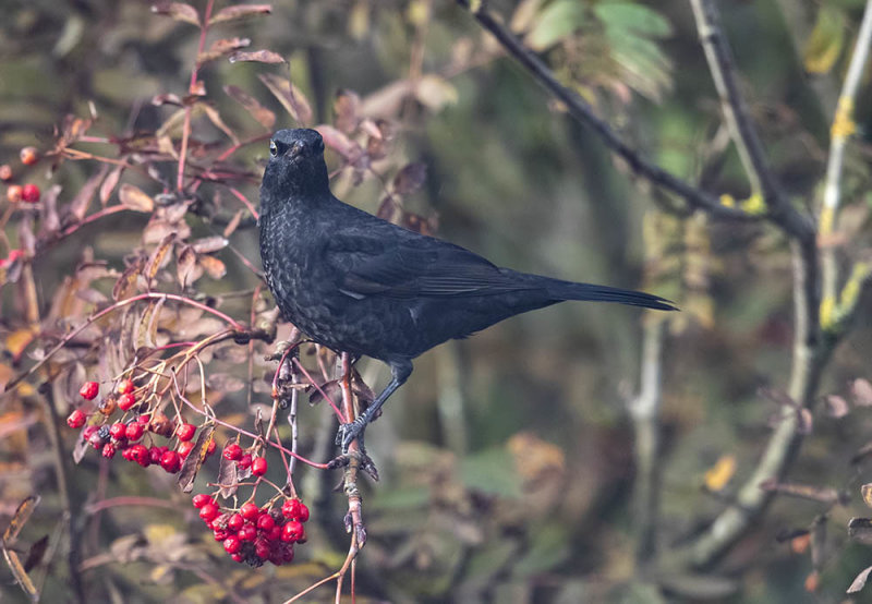 Blackbird (1st w)