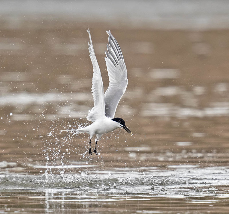 Sandwich Tern