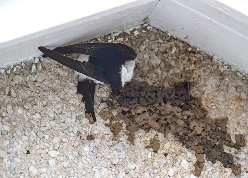 House Martin