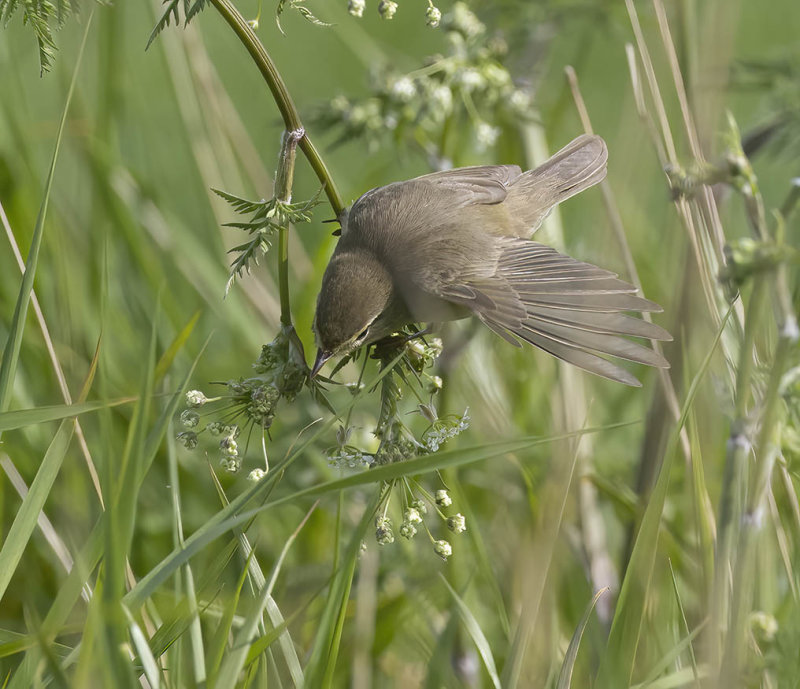 Willow Warbler