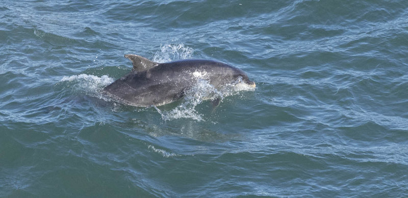 Bottlenose Dolphin