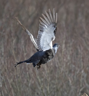 Black Grouse