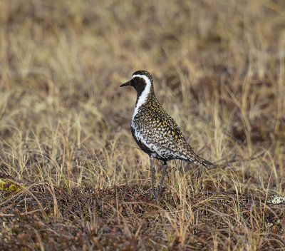 Pacific Golden Plover