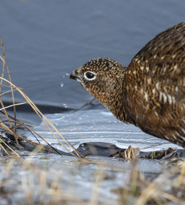 Red Grouse (female)