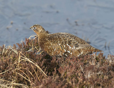 Red Grouse (female)