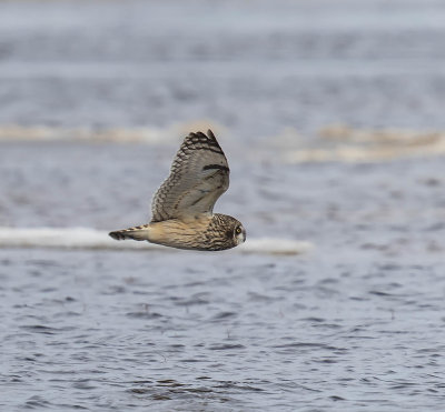 Short-eared Owl