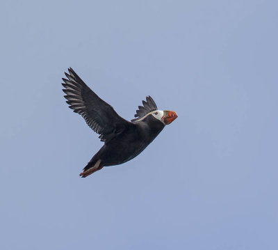 Tufted Puffin