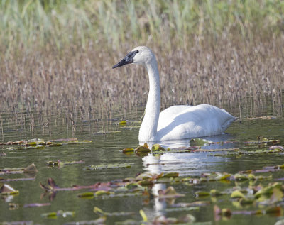 Trumpeter Swan