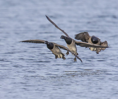 Pale-bellied Brent