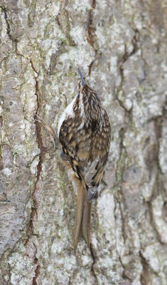 Treecreeper