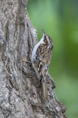 Treecreeper