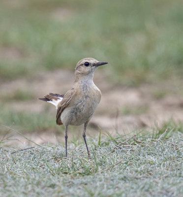 Isabeline Wheatear