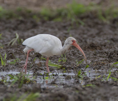 White Ibis