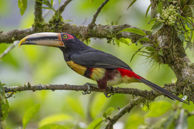 Pale-mandibilled Aracari