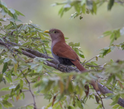 Squirrel Cuckoo