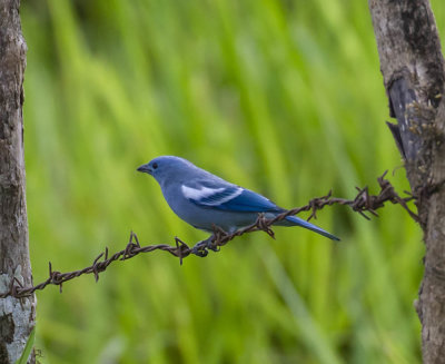 Blue Grey Tanager (T.e.coelestis)