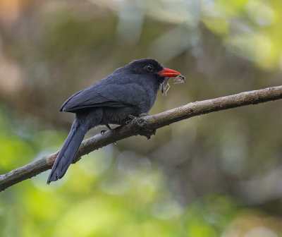 Black-fronted Nunbird