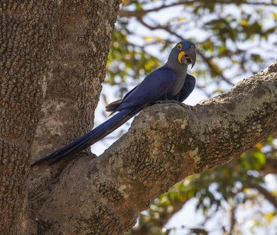 Hyacinth Macaw