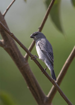 Plumbeous Seedeater