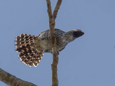 Barred Antshrike