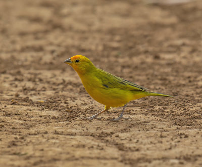 Orange-fronted Yellowfinch