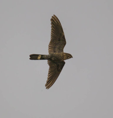 Band-tailed Nighthawk