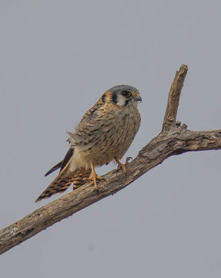 American Kestrel